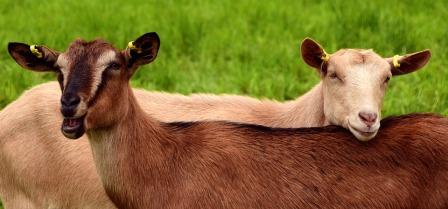 Why Goat Milk is the Secret Ingredient for Happy Skin